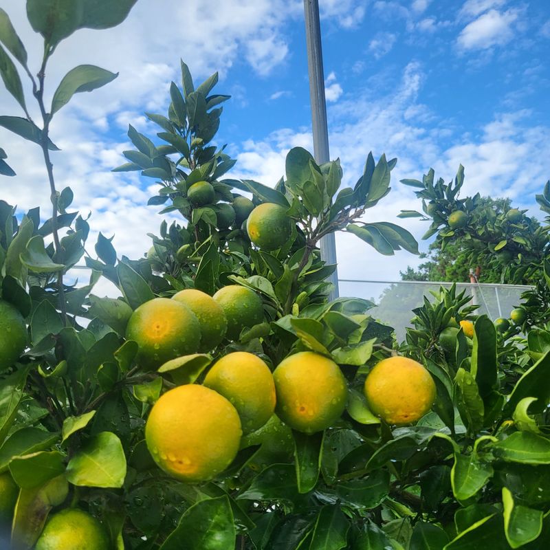 감귤해진님의 장터 판매 상품 [타이벡유라실생 50박스한정 5kg] 첨부 사진