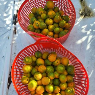 감귤해진님의 작성글 사진