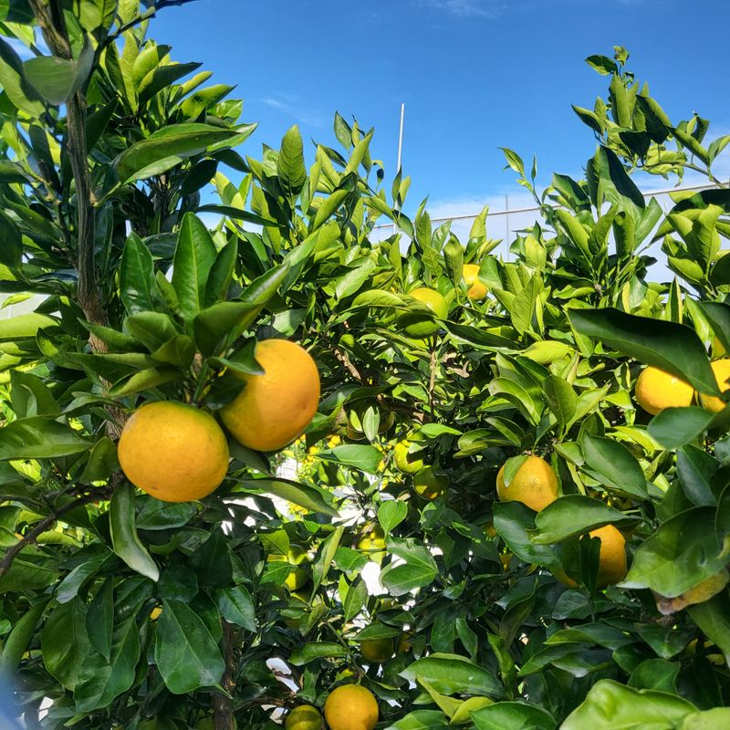 감귤해진님의 장터 판매 상품 [타이벡유라실생 50박스한정 5kg] 첨부 사진