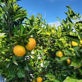 감귤해진님의 작성글 사진