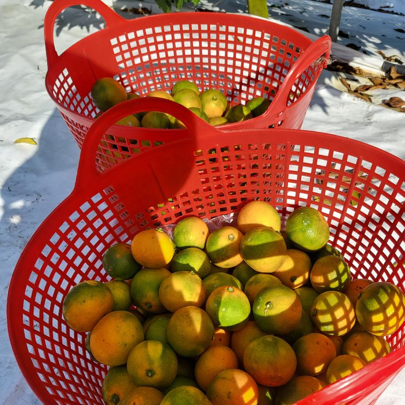 감귤해진님의 장터 판매 상품 [타이벡유라실생 50박스한정 5kg] 첨부 사진