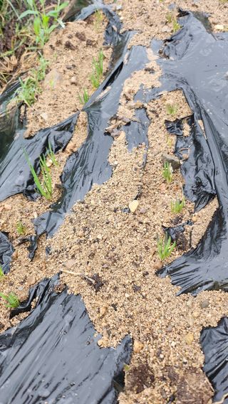 경주 천년미소님의 콩 · 영농일지 작성글 사진