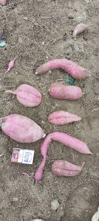 이일철 조이산골님의 고구마 · 자유게시판 작성글 사진