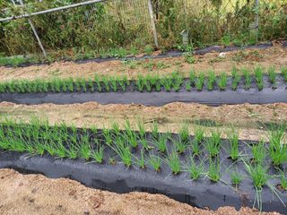 땅땅님의 파 · 자유게시판 작성글 사진