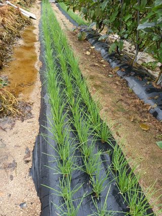 땅땅님의 파 · 자유게시판 작성글 사진