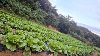 안나농부님의 배추 · 결구기 농작업 작성글 사진