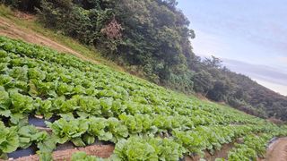 안나농부님의 배추 · 결구기 농작업 작성글 사진