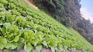 안나농부님의 배추 · 결구기 농작업 작성글 사진
