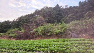 안나농부님의 배추 · 결구기 농작업 작성글 사진