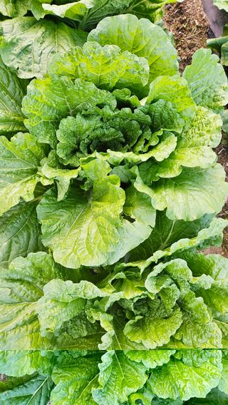 안나농부님의 배추 · 결구기 농작업 작성글 사진