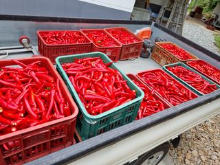 김종호님의 고추 · 영농일지 작성글 사진