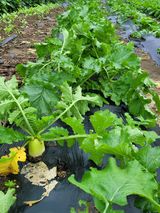 팜모닝 자유주제·자유게시판 게시글 이미지