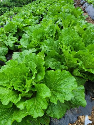 김유숙님의 자유주제 · 자유게시판 작성글 사진