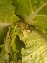 팜모닝 배추·병해충상담 게시글 이미지