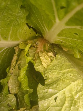 배병임님의 배추 · 병해충상담 작성글 사진