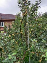 팜모닝 사과·병해충상담 게시글 이미지