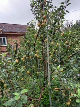 땅땅님의 사과 · 병해충상담 작성글 사진
