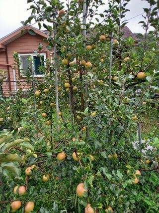 땅땅님의 사과 · 병해충상담 작성글 사진