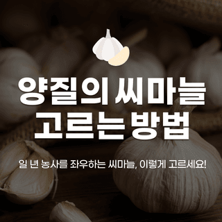 팜모닝님의 마늘 · 파종작업 작성글 사진