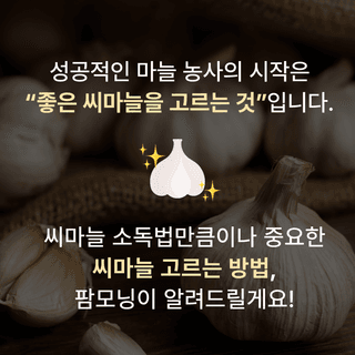 팜모닝님의 마늘 · 파종작업 작성글 사진