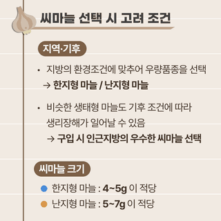 팜모닝님의 마늘 · 파종작업 작성글 사진