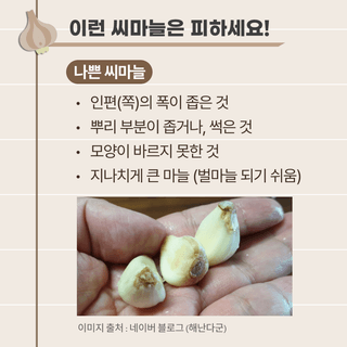 팜모닝님의 마늘 · 파종작업 작성글 사진