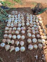 팜모닝 · 게시글 이미지