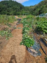 팜모닝 고구마·영농일지 게시글 이미지