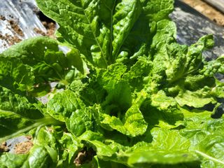 들꽃농장님의 배추 · 일상 작성글 사진