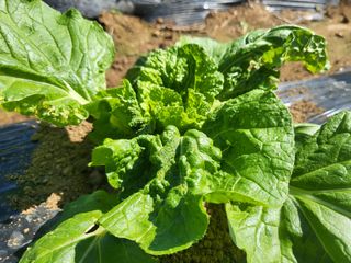 들꽃농장님의 배추 · 일상 작성글 사진