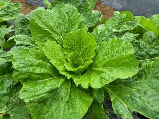 들꽃농장님의 배추 · 일상 작성글 사진