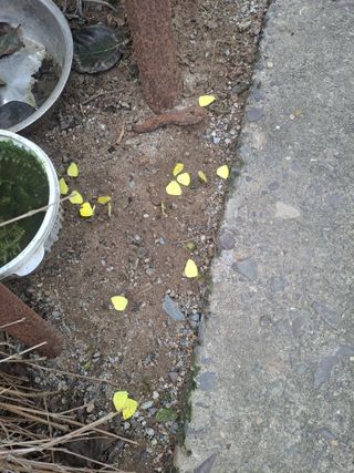 농촌사랑님의 자유주제 · 자유게시판 작성글 사진