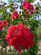 팜모닝 ↑ 윷놀이 하고 추석덕담 하기·참여글 게시글 이미지