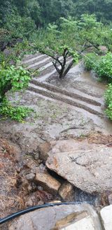 팜모닝 ↑ 윷놀이 하고 추석덕담 하기·참여글 게시글 이미지