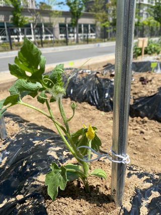 혜원님의 기타작물 · 병해충상담 작성글 사진