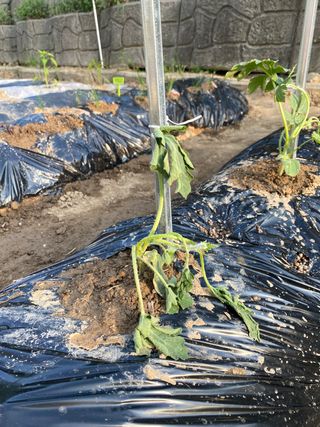 혜원님의 기타작물 · 병해충상담 작성글 사진