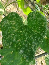 팜모닝 ↑ 윷놀이 하고 추석덕담 하기·참여글 게시글 이미지