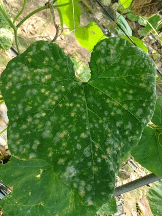 879412님의 ↑ 윷놀이 하고 추석덕담 하기 · 참여글 작성글 사진