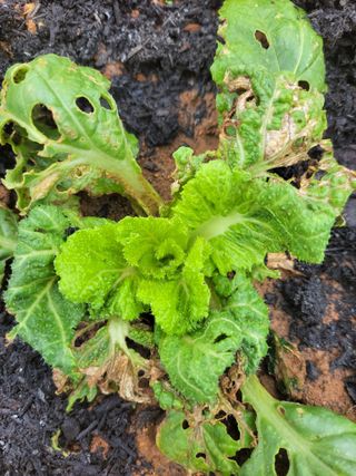 태 야님의 배추 · 일상 작성글 사진