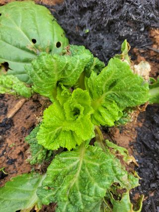 태 야님의 배추 · 일상 작성글 사진