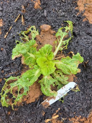 태 야님의 배추 · 일상 작성글 사진