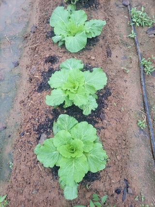 태 야님의 배추 · 일상 작성글 사진