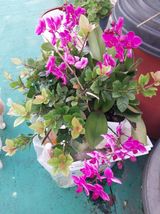 팜모닝 ↑ 윷놀이 하고 추석덕담 하기·참여글 게시글 이미지