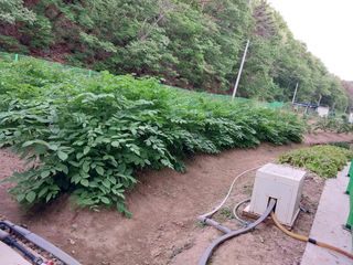 밀양강 님의 두릅 · 병해충상담 작성글 사진