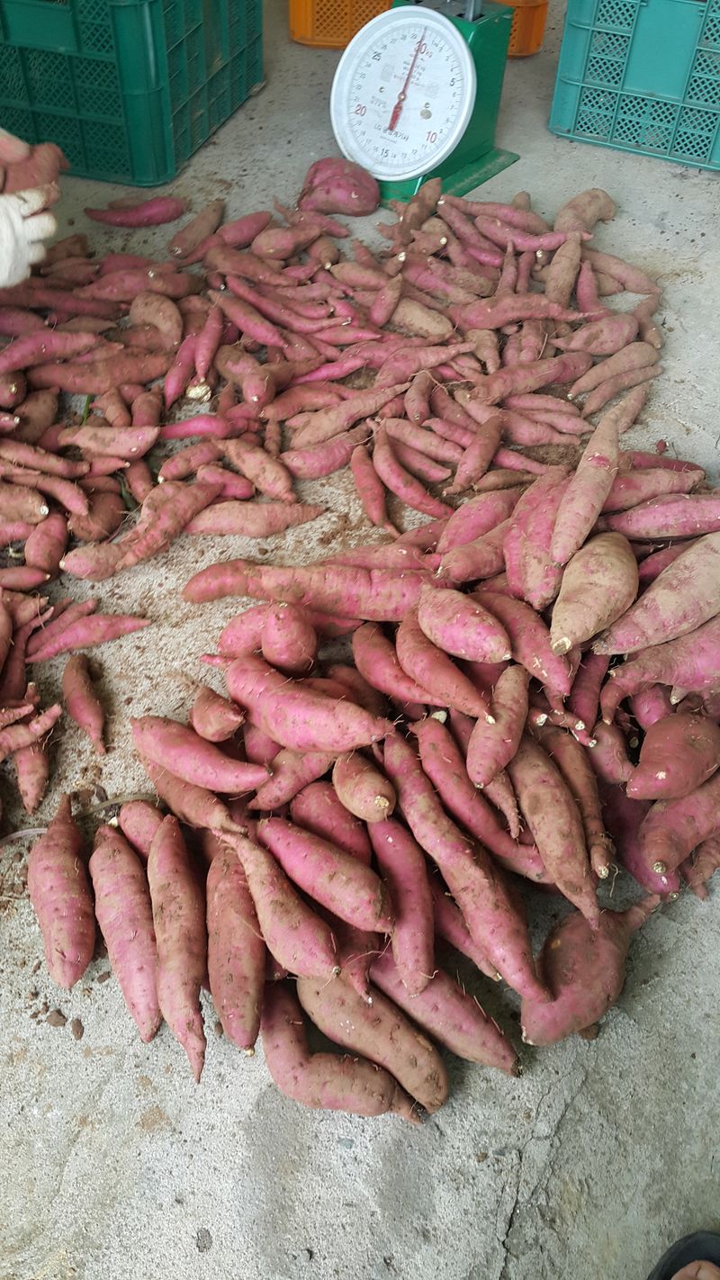 장터 상품 [꿀고구마(산청산) 5kg] 썸네일