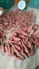 팜모닝 · 게시글 이미지