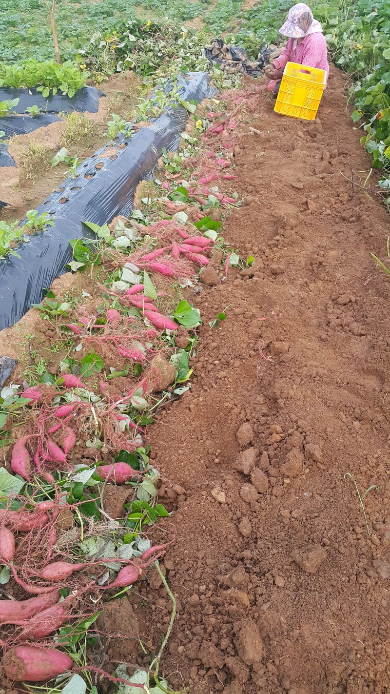 오늘 이순간님의 장터 판매 상품 [꿀고구마(산청산) 5kg] 첨부 사진