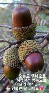 팜모닝 ↑ 윷놀이 하고 추석덕담 하기·참여글 게시글 이미지