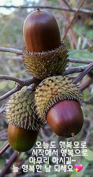 천성을향하여님의 ↑ 윷놀이 하고 추석덕담 하기 · 참여글 작성글 사진