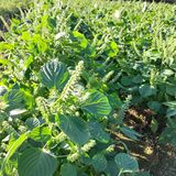 팜모닝 고구마·자유게시판 게시글 이미지